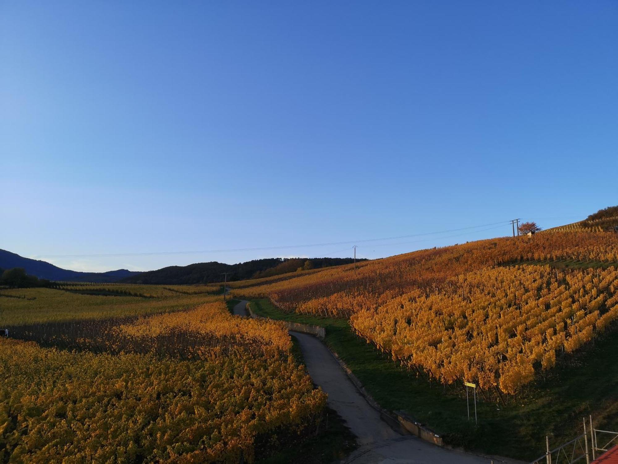 Cocon De Caractere Au Coeur Des Vignes Alsaciennes Apartment เบิร์กไฮม์ ภายนอก รูปภาพ
