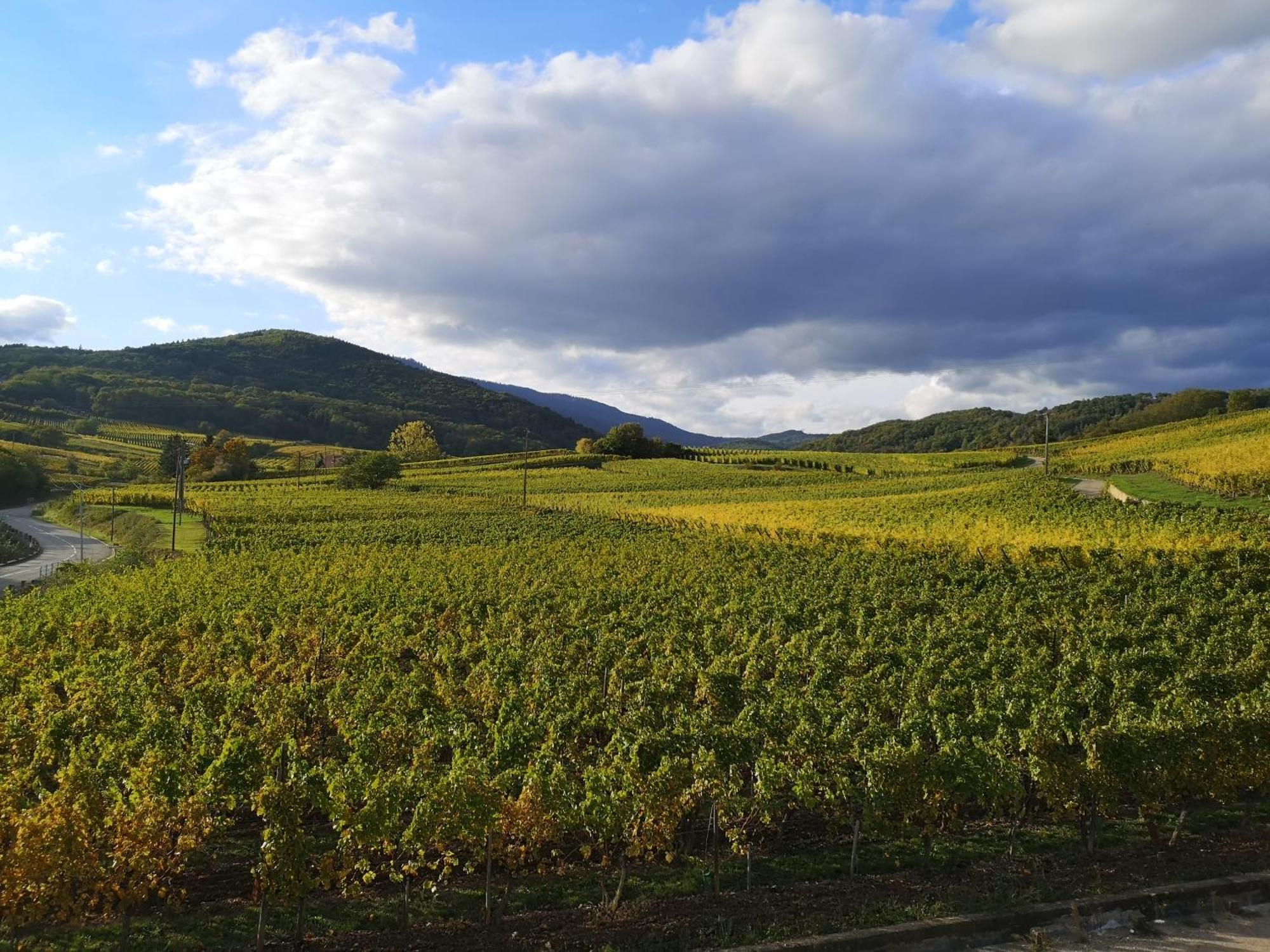 Cocon De Caractere Au Coeur Des Vignes Alsaciennes Apartment เบิร์กไฮม์ ภายนอก รูปภาพ